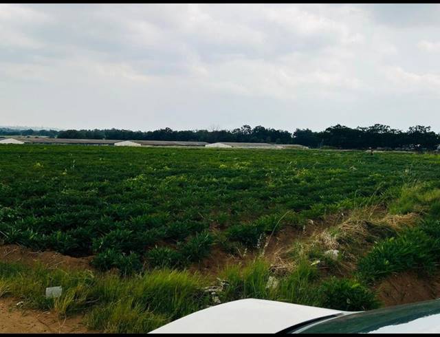 FARM FOR SALE IN BLUE HILLS